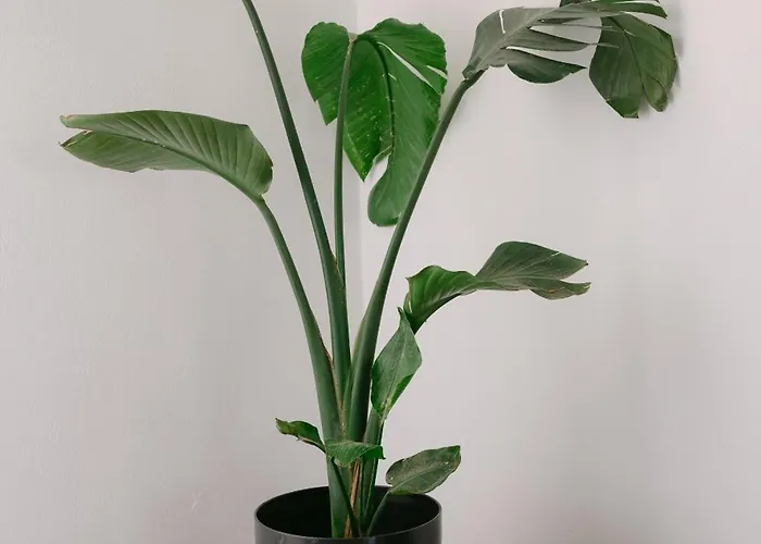 Blue Zircon סטלידה